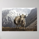 Suche nach yak poster Nepal
