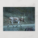 Suche nach longhorns postkarten Kühe