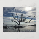 Suche nach toter baum postkarten Bäume