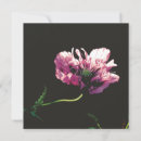 Suche nach papaver Rosa