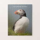 Recherche de pingouins photographie Nature