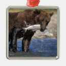 Suche nach braunbär ornamente Tragen