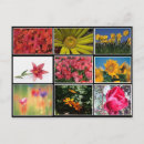 Suche nach schöne blume postkarten Blumen