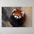Suche nach red panda poster Foto