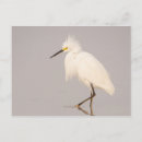 Recherche de furets cartes postales Oiseau blanc