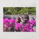 Recherche de gargoyle cartes postales Architecture