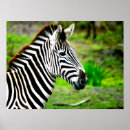 Recherche de zebras posters Animal