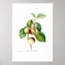 Suche nach pflaume poster Illustration