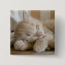 Recherche de sommeil badges Chaton