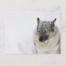 Suche nach norwegisches elkhound Haustiere