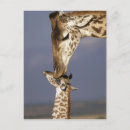 Suche nach masai mara postkarten Giraffe