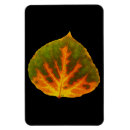 Recherche de feuille vert magnets Feuilles