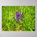 Suche nach blaue hyazinthen poster Grün