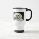 Recherche de bichon tasses Chiot