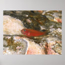 Suche nach rote fische poster Korallenriff