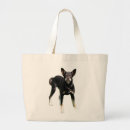 Recherche de kelpie Chien