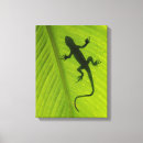 Suche nach gecko leinwandbilder Chamäleon