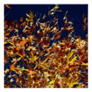 Recherche de ciel bleu posters Nature