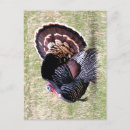 Recherche de dindons cartes postales Nature