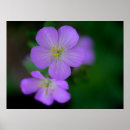 Recherche de géranium posters Photographie