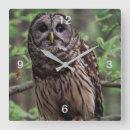 Recherche de chouettes horloges Faune