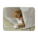 Recherche de orange chat magnets Chats