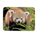 Recherche de panda kawaii magnets Animal