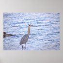 Suche nach great blue heron poster Blauer held