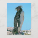 Recherche de de pingouin cartes postales Faune