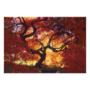 Suche nach acer poster Ahorn