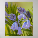 Suche nach english poster Blume