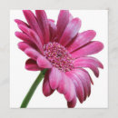 Recherche de gerbera rose invitations Fleurs