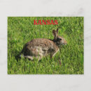 Recherche de fourrure animale cartes postales Brun
