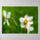 Suche nach narzissen poster Foto