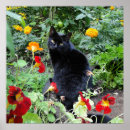 Recherche de de chat noir photographie Toute personne