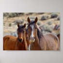 Recherche de poulain de cheval posters Ouest