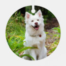 Suche nach schöne hunde ornamente Natur