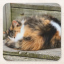 Suche nach wütend untersetzer Katze