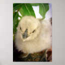 Suche nach niedliches küken poster Huhn