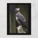 Suche nach goldener adler postkarten Wild
