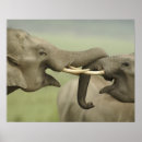 Suche nach asiatische elefanten poster Fauna