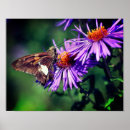 Suche nach wildflower painting poster Floral