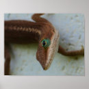 Suche nach eidechse kunst Fotografie