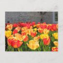 Suche nach rot gelbe blume postkarten Foto
