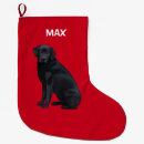 Recherche de labradors chaussette de noël Chien d'arrêt