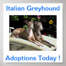 Recherche de levriers posters Chien