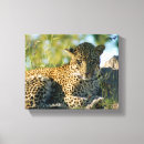 Suche nach leoparden leinwandbilder Wild lebende tiere