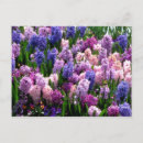 Suche nach rosa hyazinthen postkarten Foto