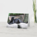 Suche nach panther karten Wild
