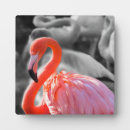 Suche nach flamingo fotoplatten Vogelvogel